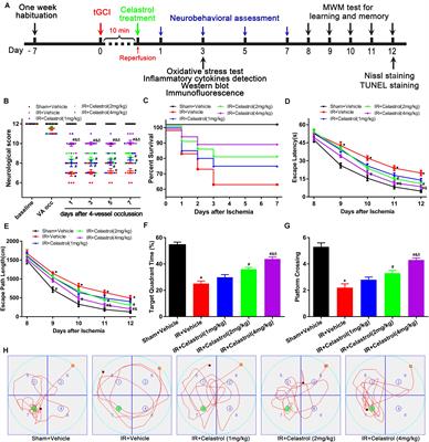 Neuroprotective Effects of Celastrol on Transient Global Cerebral Ischemia Rats via Regulating HMGB1/NF-κB Signaling Pathway